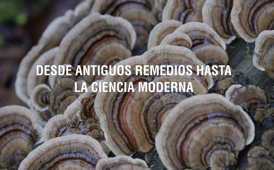 La gran historia de los hongos medicinales